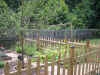 040623 trellis.jpg (110693 bytes)